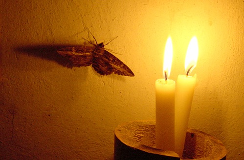 moth-flame